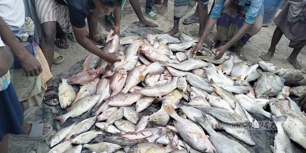 টেকনাফে জেলেদের বড়শিতে আটকাল ২৬০ লাল কোরাল ও ভোল মাছ